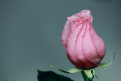 粉色玫瑰的特写照片
